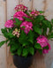 Warentuin Natuurlijk - Hortensia Hydrangea roze 40 cm