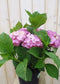 Warentuin Natuurlijk - Hortensia Hydrangea roze 40 cm