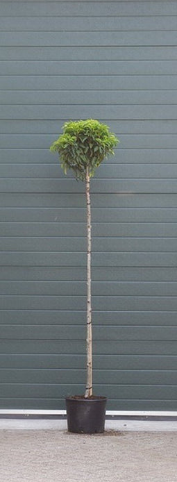 Warentuin Natuurlijk - 2 stuks! Portugese laurier bolvorm Prunus lusitanica h 210 cm st. omtrek 8...
