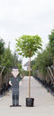Warentuin Natuurlijk - 2 stuks! Bol Catalpa Catalpa Bignonniodes Nana h 270 cm st. omtrek 8 cm st...