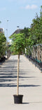 Warentuin Natuurlijk - 2 stuks! Bol acacia Robinia ps. Umbraculifera h 160 cm st. omtrek 4,5 cm s...