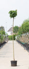 Warentuin Natuurlijk - 2 stuks! Groene bol esdoorn Acer pl. Globosum h 260 cm st. omtrek 8 cm st....