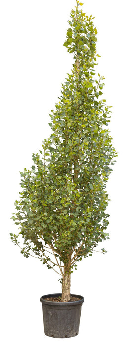 Warentuin Natuurlijk - Italiaanse populier Populus nigra italica 450 cm