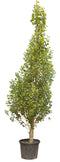 Warentuin Natuurlijk - Italiaanse populier Populus nigra italica 450 cm