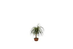 Warentuin Natuurlijk - 2 stuks! Olifantspoot Beaucarnea recurvata 70 cm