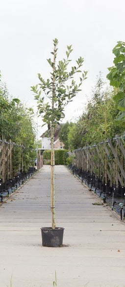 Warentuin Natuurlijk - Witte meidoorn Crateagus l. Carriereii h 350 cm st. omtrek 12 cm