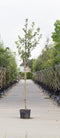 Warentuin Natuurlijk - Witte meidoorn Crateagus l. Carriereii h 350 cm st. omtrek 12 cm