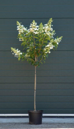 Warentuin Natuurlijk - 2 stuks! Hortensia Kyushu Hydrangea pan. Kyushu h 125 cm st. h 90 cm boom