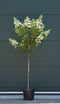 Warentuin Natuurlijk - 2 stuks! Hortensia Kyushu Hydrangea pan. Kyushu h 125 cm st. h 90 cm boom