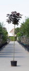 Warentuin Natuurlijk - 2 stuks! Rode bol esdoorn Acer pl. Crimson Centry h 245 cm st. omtrek 8 cm...