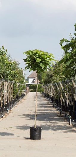 Warentuin Natuurlijk - 2 stuks! Bol Catalpa Catalpa Bignonniodes Nana h 230 cm st. omtrek 8 cm st...