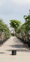Warentuin Natuurlijk - 2 stuks! Bol Catalpa Catalpa Bignonniodes Nana h 230 cm st. omtrek 8 cm st...