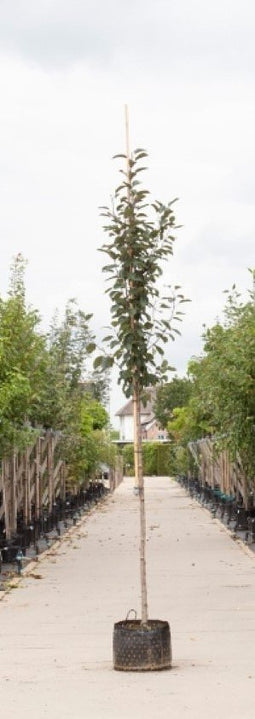 Warentuin Natuurlijk - 2 stuks! Roodbladige sierappel Malus Mokum h 250 cm st. omtrek 8 cm boom