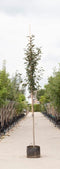Warentuin Natuurlijk - 2 stuks! Roodbladige sierappel Malus Mokum h 250 cm st. omtrek 8 cm boom