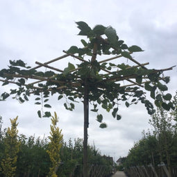 Warentuin Natuurlijk - Linde vierkant dak Tilia europea h 210 cm st. omtrek 12 cm st. h 200 cm