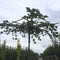 Warentuin Natuurlijk - Linde vierkant dak Tilia europea h 210 cm st. omtrek 12 cm st. h 200 cm