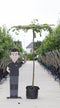 Warentuin Natuurlijk - Linde vierkant dak Tilia europea h 210 cm st. omtrek 12 cm st. h 200 cm