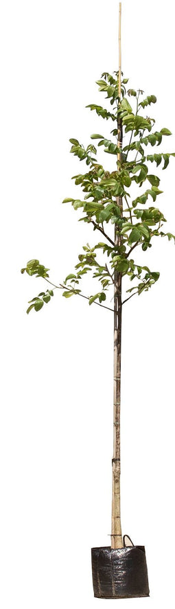 Warentuin Natuurlijk - 2 stuks! Gewone walnotenboom Juglans regia h 250 cm st. omtrek 8 cm st. ho...
