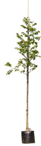 Warentuin Natuurlijk - 2 stuks! Gewone walnotenboom Juglans regia h 250 cm st. omtrek 8 cm st. ho...