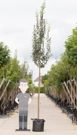 Warentuin Natuurlijk - Zuil meidoorn Crataegus m. Stricta h 350 cm st. omtrek 12 cm