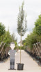 Warentuin Natuurlijk - Zuil meidoorn Crataegus m. Stricta h 350 cm st. omtrek 12 cm