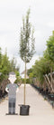 Warentuin Natuurlijk - Zuil meidoorn Crataegus m. Stricta h 350 cm st. omtrek 12 cm