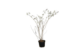 Warentuin Natuurlijk - 2 stuks! Hortensia Vanilla Fraise Hydrangea pan. Vanilla Fraise 112,5 cm