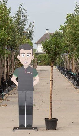 Warentuin Natuurlijk - 2 stuks! Bol sierkers Prunus em. Umbraculifera h 185 cm st. omtrek 6 cm st...