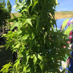 Warentuin Natuurlijk - Zuil amberboom Liquidambar sty. Slender Silhouette h 250 cm st. h 30 cm
