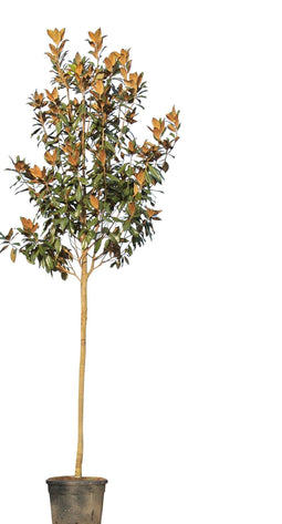 Warentuin Natuurlijk - Magnolia grandiflora Magnolia grandiflora 550 cm