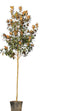 Warentuin Natuurlijk - Magnolia grandiflora Magnolia grandiflora 550 cm