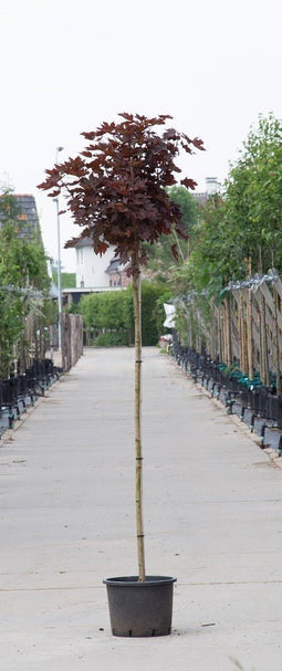Warentuin Natuurlijk - 2 stuks! Rode bol esdoorn Acer pl. Crimson Centry h 190 cm st. omtrek 4,5...
