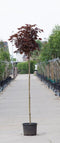 Warentuin Natuurlijk - 2 stuks! Rode bol esdoorn Acer pl. Crimson Centry h 190 cm st. omtrek 4,5...