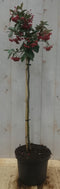 Warentuin Natuurlijk - Cotoneaster Dwergmispel op 60 cm stam