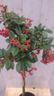 Warentuin Natuurlijk - Cotoneaster Dwergmispel op 60 cm stam
