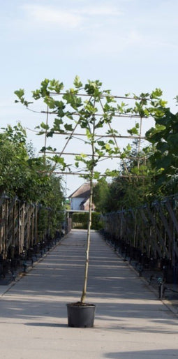 Warentuin Natuurlijk - Plataan als leiboom Platanus hispanica h 270 cm st. omtrek 10 cm st. h 150 cm
