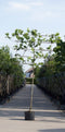 Warentuin Natuurlijk - Plataan als leiboom Platanus hispanica h 270 cm st. omtrek 10 cm st. h 150 cm