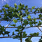 Warentuin Natuurlijk - Plataan als leiboom Platanus hispanica h 270 cm st. omtrek 10 cm st. h 150 cm