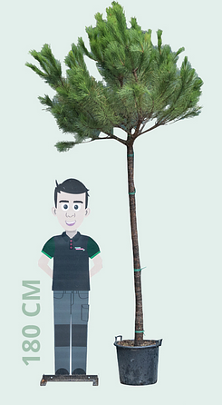 Warentuin Natuurlijk - Parasolden hoogstam Pinus pinea 275 cm