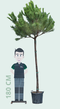 Warentuin Natuurlijk - Parasolden hoogstam Pinus pinea 275 cm