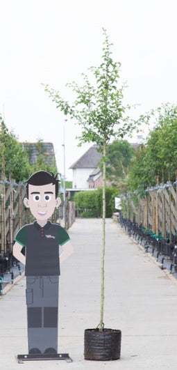 Warentuin Natuurlijk - 2 stuks! Rode meidoorn Crataegus l. Pauls Scarlet h 250 cm st. omtrek 8 cm...