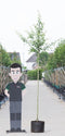 Warentuin Natuurlijk - 2 stuks! Rode meidoorn Crataegus l. Pauls Scarlet h 250 cm st. omtrek 8 cm...