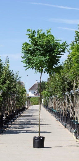 Warentuin Natuurlijk - 2 stuks! Bol acacia Robinia ps. Umbraculifera h 255 cm st. omtrek 8 cm st....