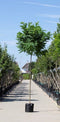 Warentuin Natuurlijk - 2 stuks! Bol acacia Robinia ps. Umbraculifera h 255 cm st. omtrek 8 cm st....