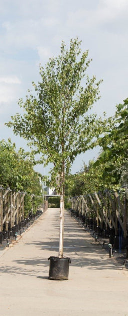 Warentuin Natuurlijk - 2 stuks! Chinese berk Betula alb. Fascination h 250 cm st. omtrek 8 cm boom