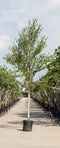 Warentuin Natuurlijk - 2 stuks! Chinese berk Betula alb. Fascination h 250 cm st. omtrek 8 cm boom