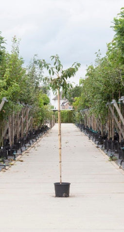 Warentuin Natuurlijk - 2 stuks! Japanse treur sierkers Prunus serrulata Kiku-shidare-zakura h 210...