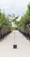 Warentuin Natuurlijk - 2 stuks! Japanse treur sierkers Prunus serrulata Kiku-shidare-zakura h 210...