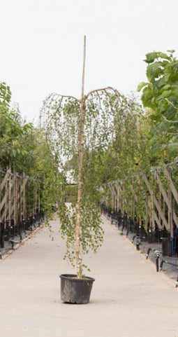 Warentuin Natuurlijk - 2 stuks! Prieelberk Betula pendula Youngii h 180 cm st. omtrek 6 cm st. h...