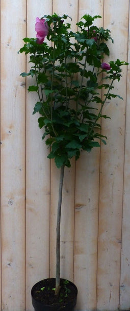 Warentuin Natuurlijk - Hibiscus op stam Roze 100 cm